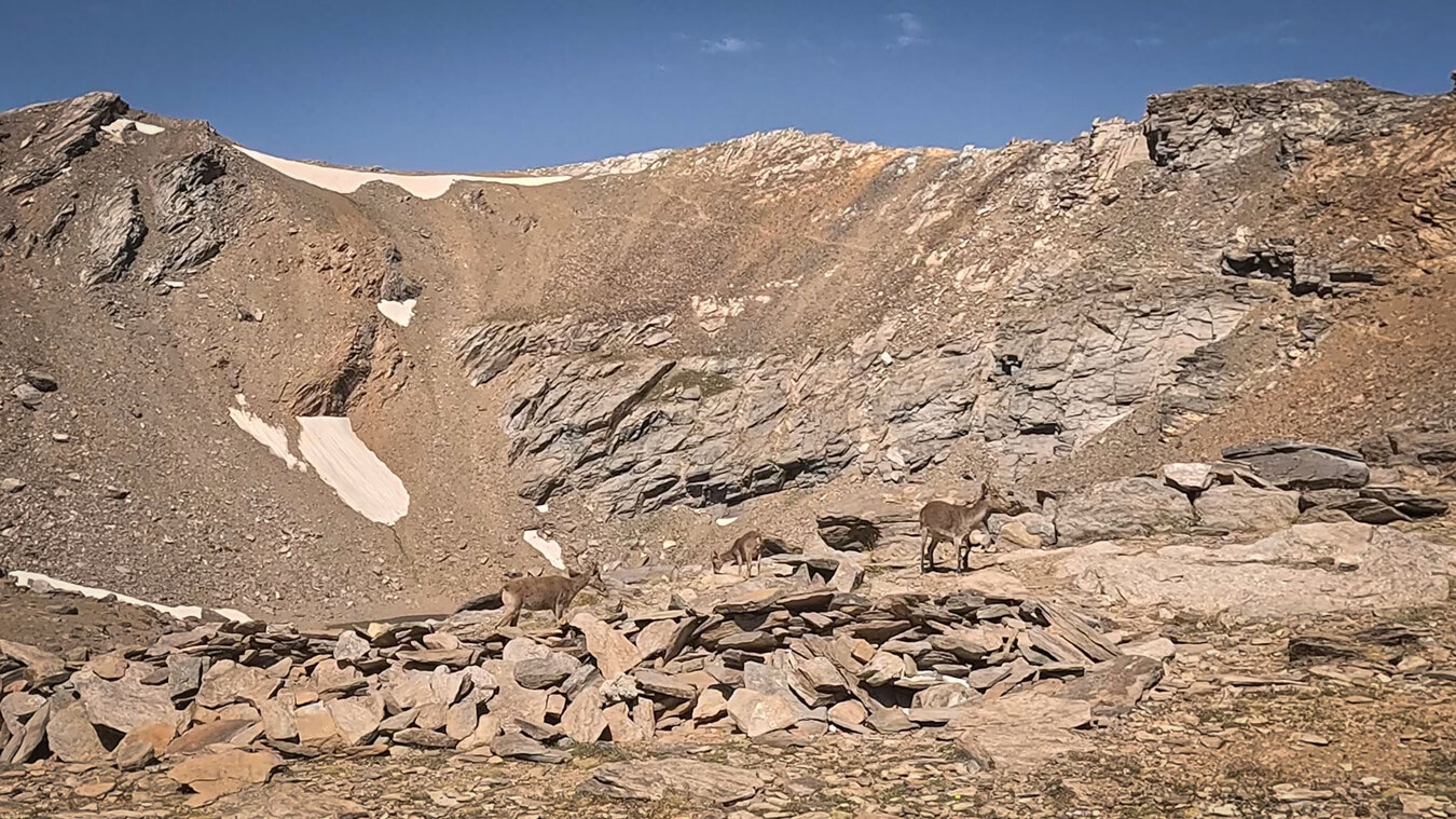 Steinböcke in der Sierra Nevada | © Sunhikes