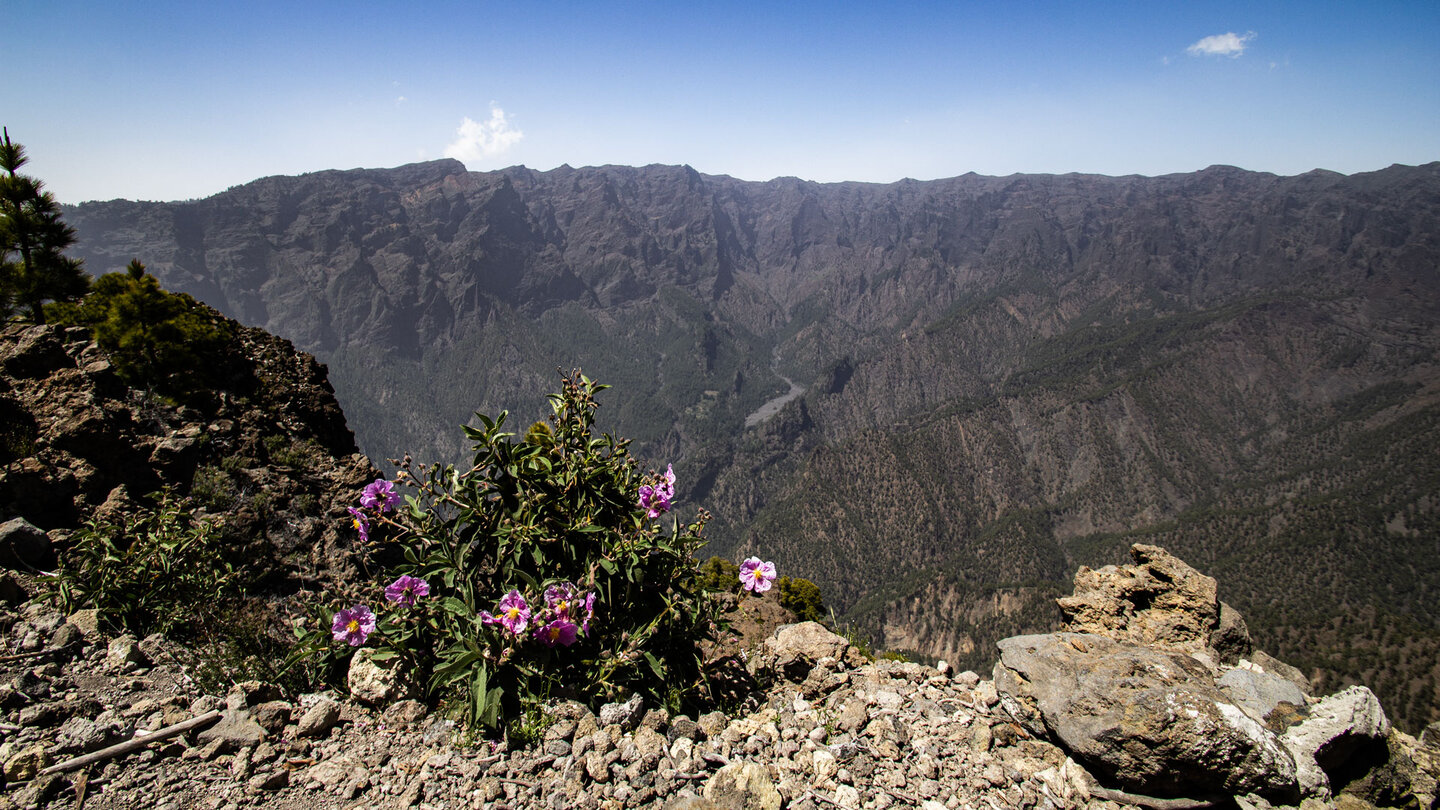 vom Gipfel des Pico Bejenado genießt man traumhafte Ausblicke über den Nationalpark  | © SUNHIKES