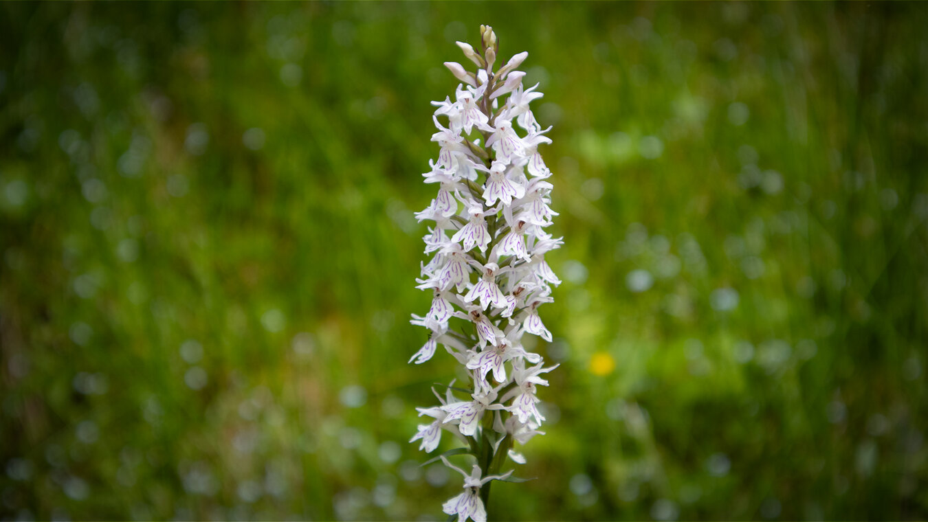 Knabenkraut-Orchidee | © Sunhikes