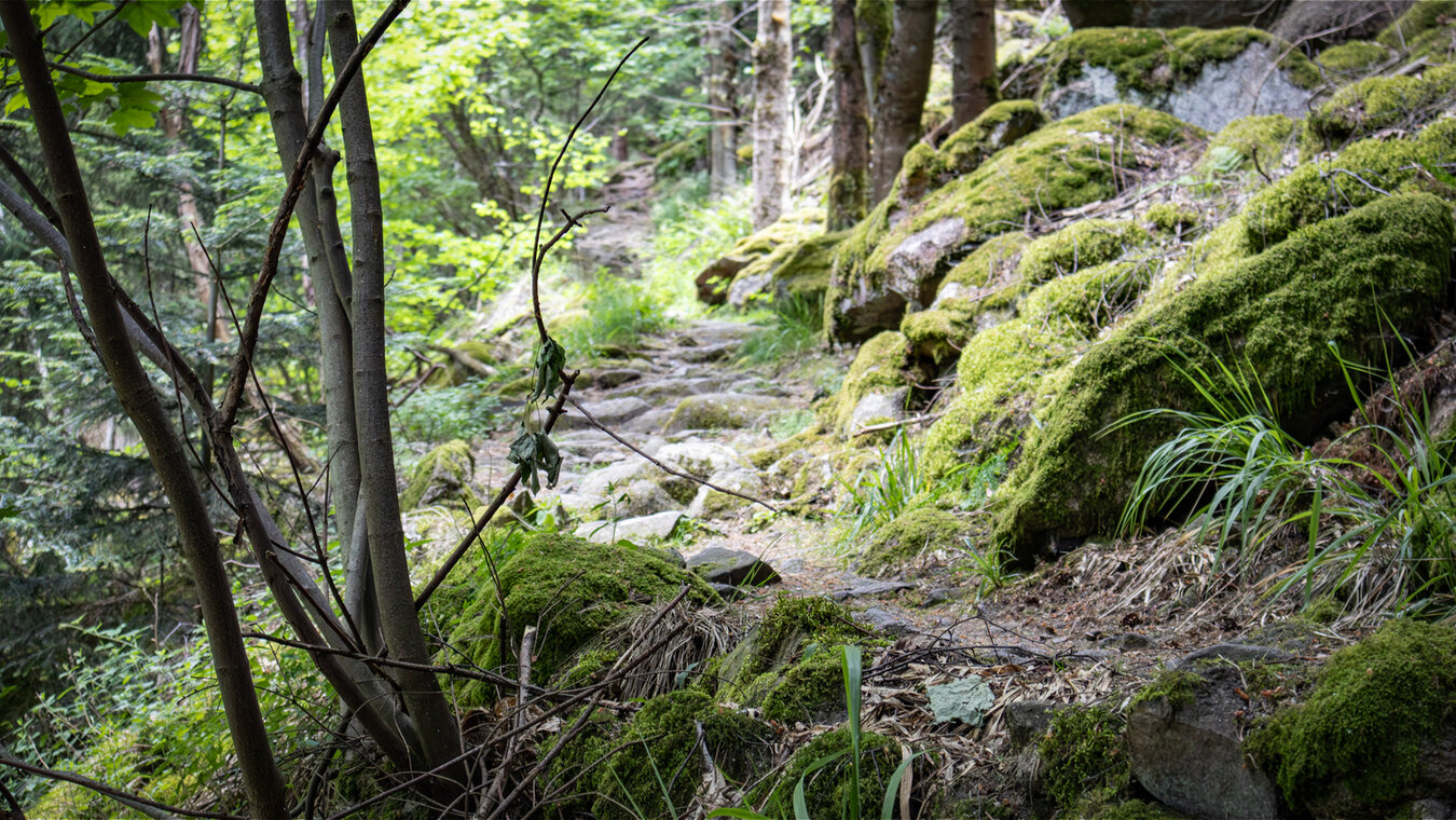 felsiger Pfad zu den Latschigfelsen | © Sunhikes