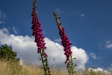 Fingerhutblüte im Murgtal | © Sunhikes