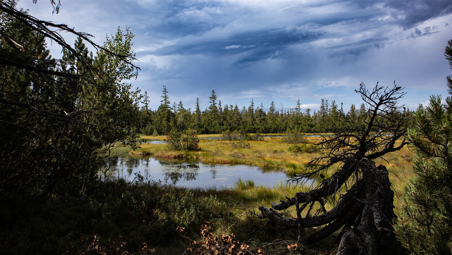 Hohlohsee im Hochmoor auf dem Kaltenbronn | © Sunhikes