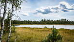 der Wildsee im Hochmoor bei Kaltenbronn | © Sunhikes