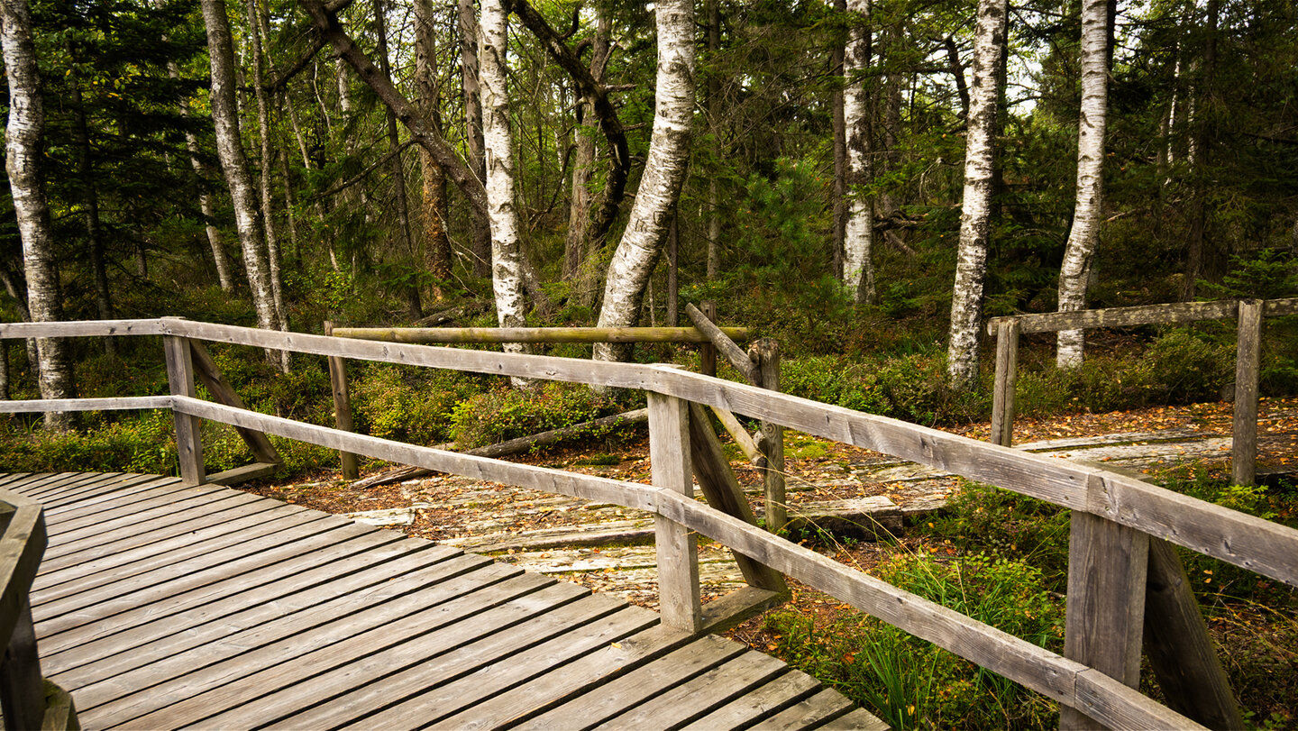 Bohlenwege durchs Wildsee-Hochmoor | © Sunhikes