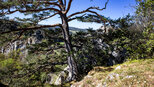 Knorrige Kiefer am Stiegelsesfels | © Sunhikes