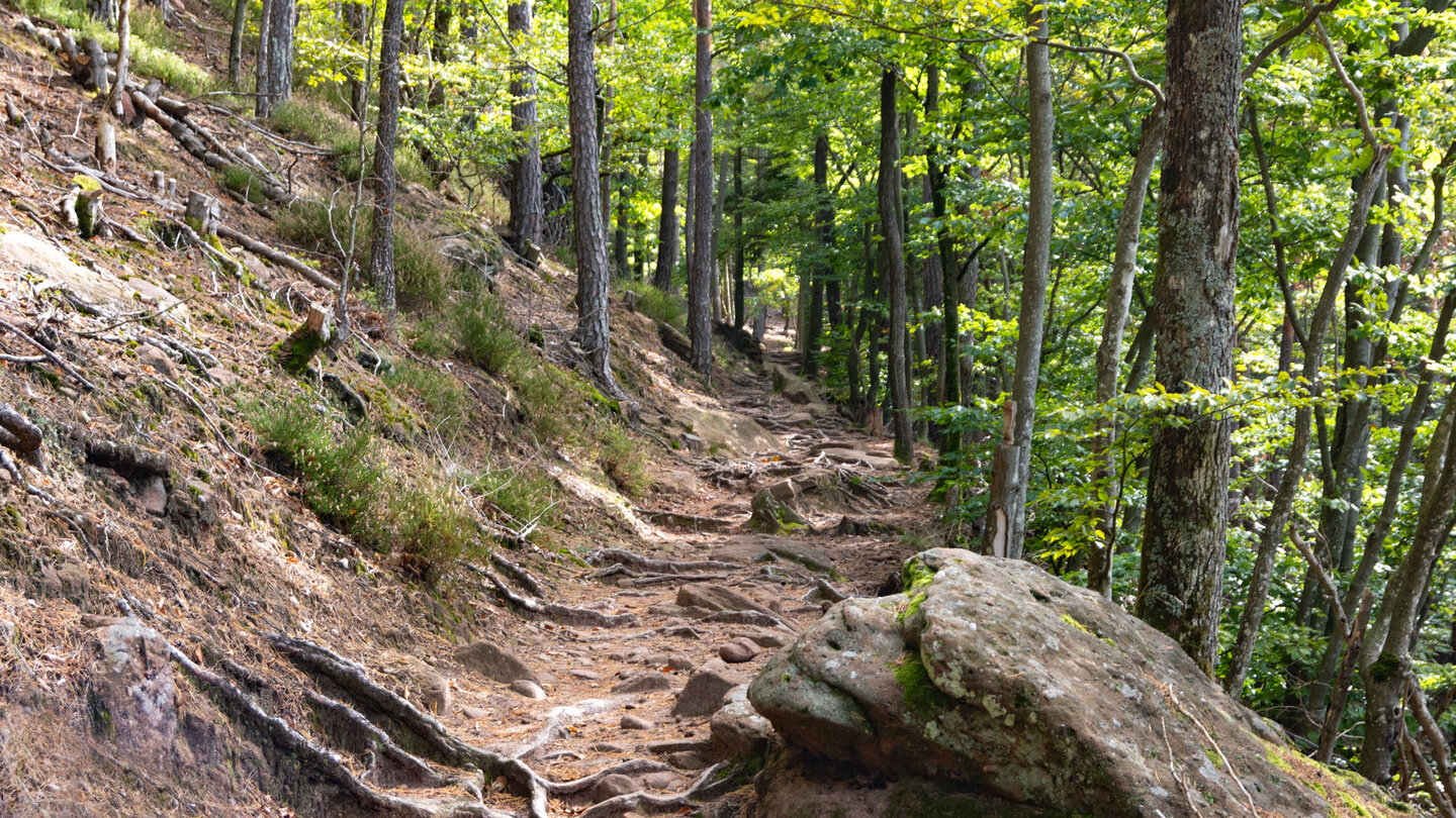 Wurzel- und Felsenpfade in den Nordvogesen | © Sunhikes