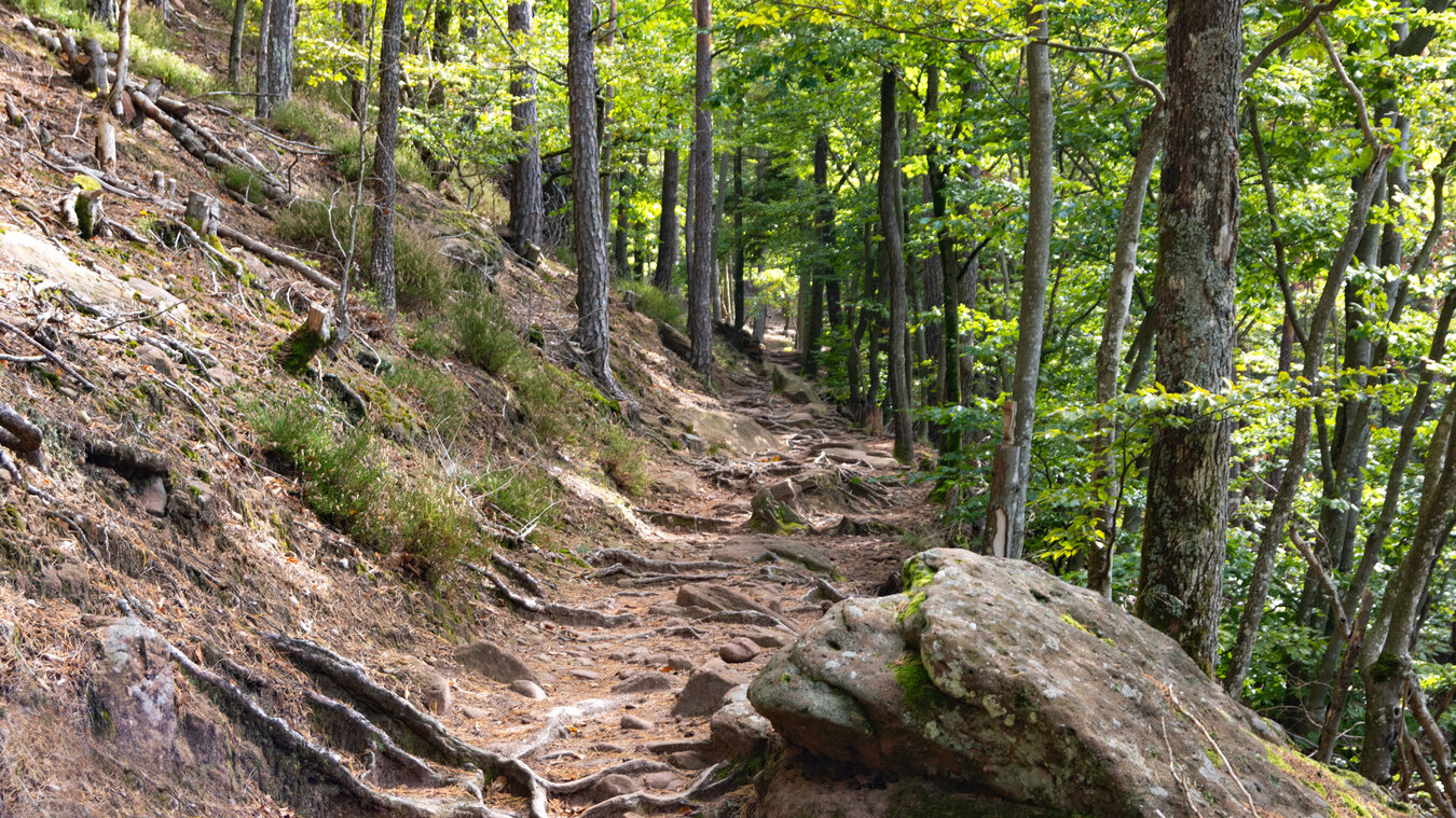 Wurzel- und Felsenpfade in den Nordvogesen | © Sunhikes