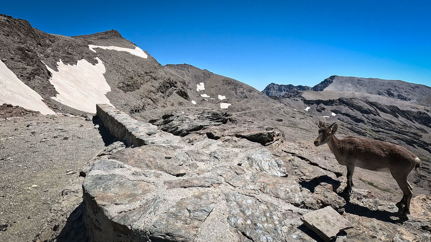 Iberischer Steinbock am Refugio Vivac La Carihuela | © Sunhikes