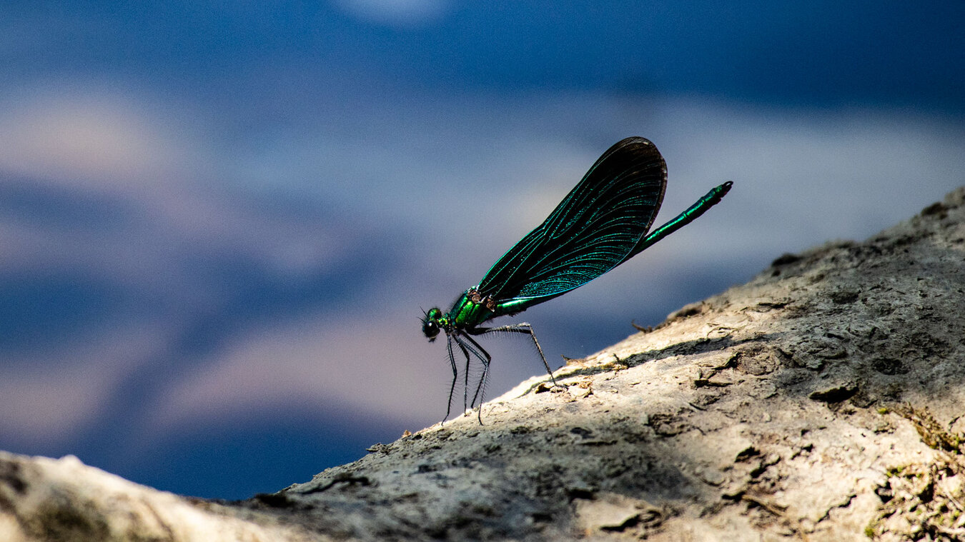 Blauflügel-Prachtlibelle (Calopteryx virgo) | © Sunhikes