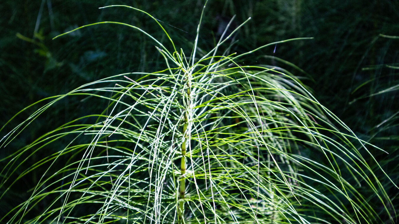 Riesen-Schachtelhalm (Equisetum telmateia) | © Sunhikes