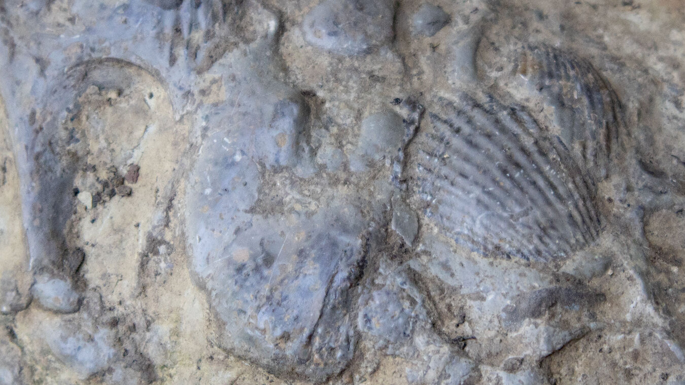 fossile Muscheln in den Kalkfelsen der Wutachschlucht | © Sunhikes