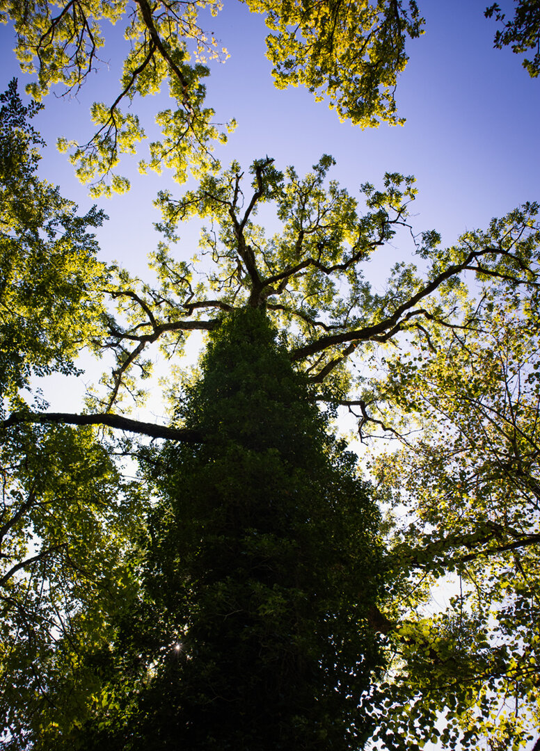Baumriese an der Lindenalle | © © Sunhikes