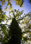 Baumriese an der Lindenalle | © © Sunhikes