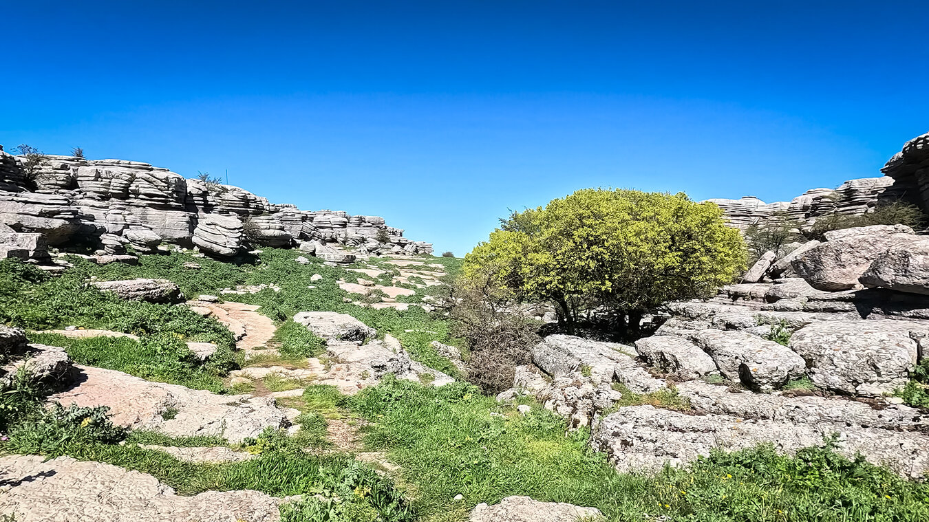 Bäume des Montpellier-Ahorn bereichern die Vegetation des Naturparks Torcal de Antequera | © Sunhikes Montpellier-Ahorn bereichert die Vegetation des Torcal de Antequera | © Sunhikes