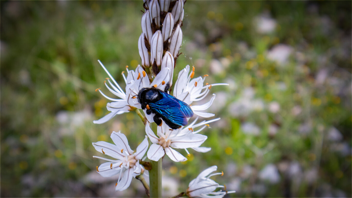 Holzbiene am Weißen Affodill | © Sunhikes