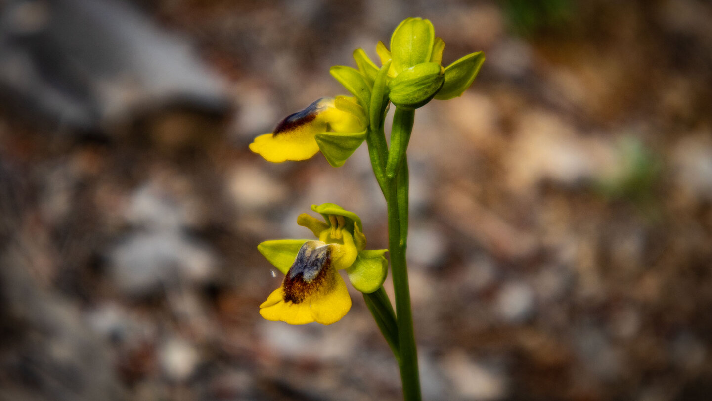 Gelbe Ragwurz (Ophrys lutea) | © Sunhikes