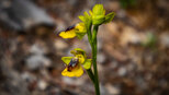 Gelbe Ragwurz (Ophrys lutea) | © Sunhikes