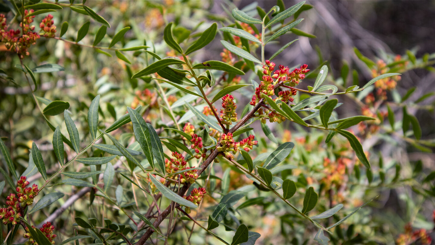Mastixstrauch (Pistacia lentiscus) | © Sunhikes