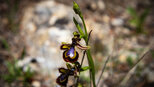 Spiegel-Ragwurz (Ophrys speculum)  | © Sunhikes