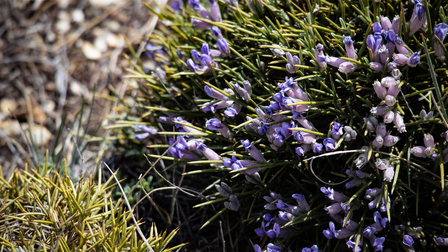 Igelginster (Erinacea anthyllis) | © Sunhikes