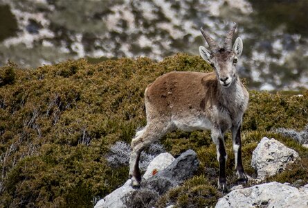 Steinbock am Pico Mágina | © Sunhikes