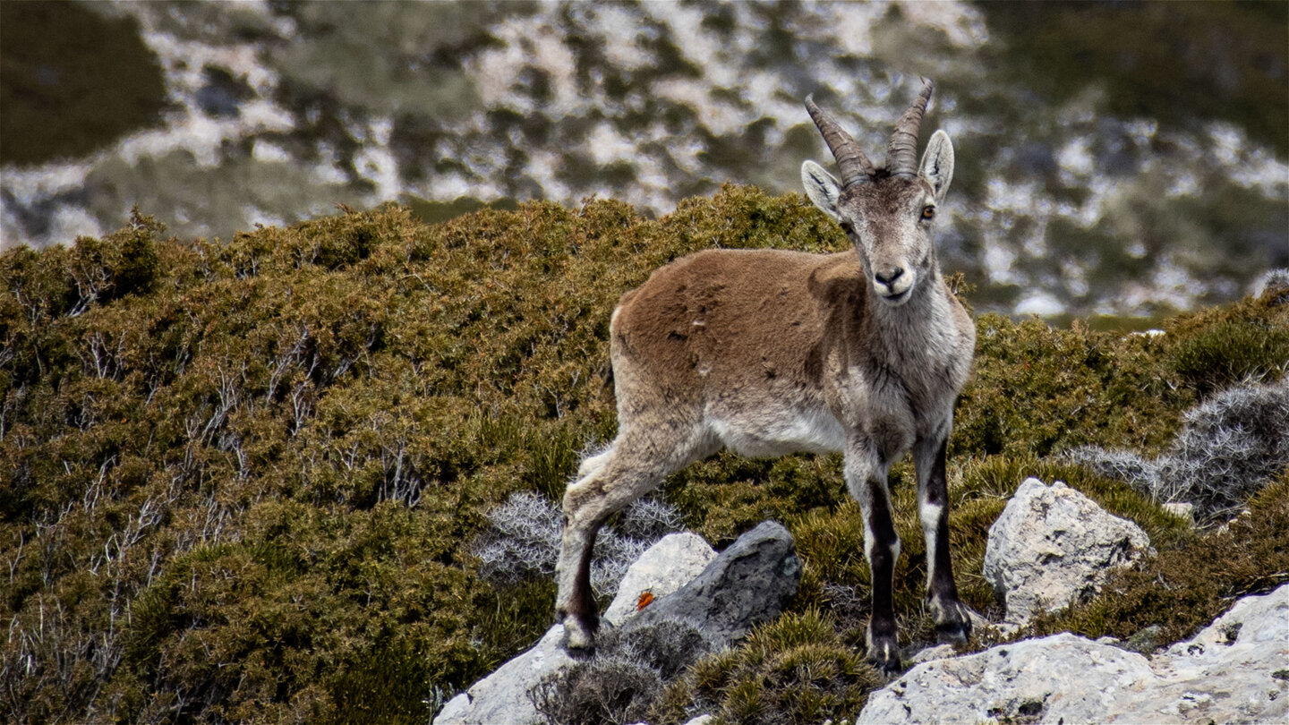 Steinbock am Pico Mágina | © Sunhikes