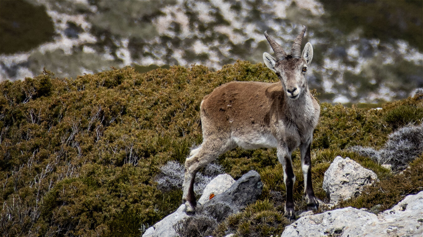 Steinbock am Pico Mágina | © Sunhikes