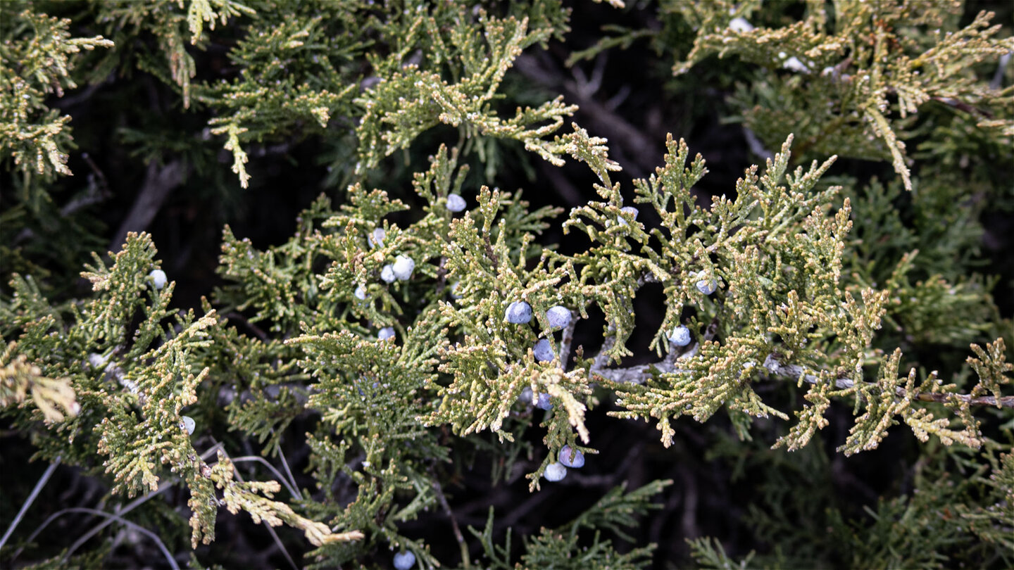 Wacholder | © Sunhikes