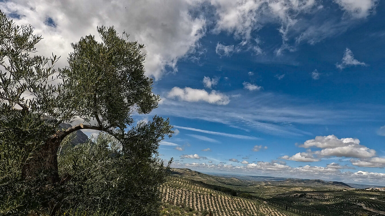Olivenbäume soweit das Auge reicht | © Sunhikes