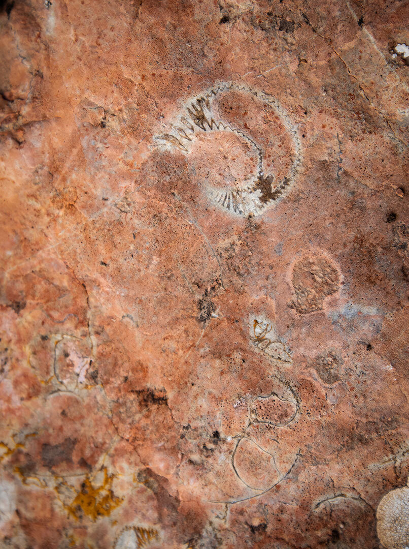 Fossilien in den Ablagerungen des Tethysmeers | © Sunhikes