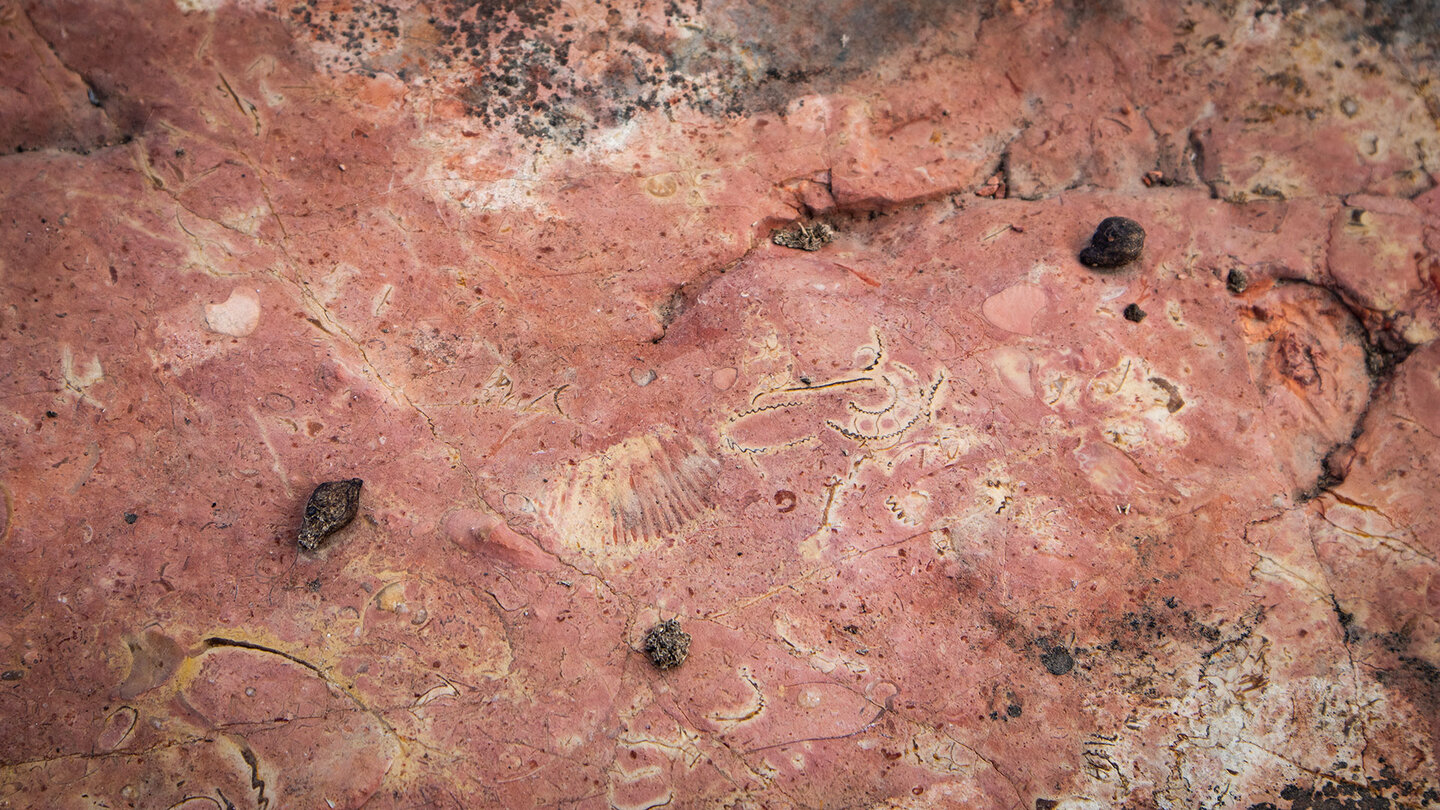 Fossilien in den 200 Millionen Jahre alten Felsen der Sierras Subbéticas | © Sunhikes