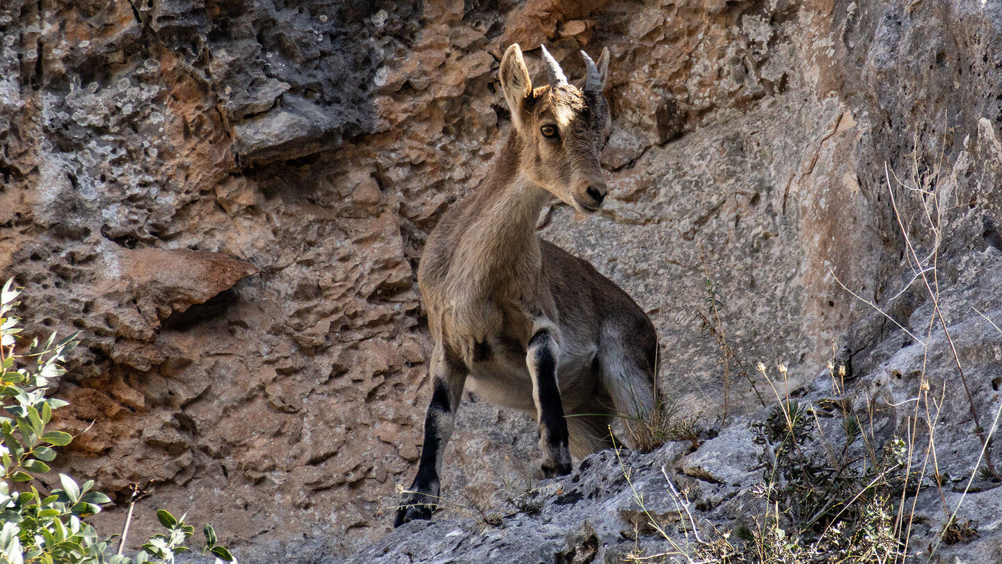 junger Iberischer Steinbock | © Sunhikes