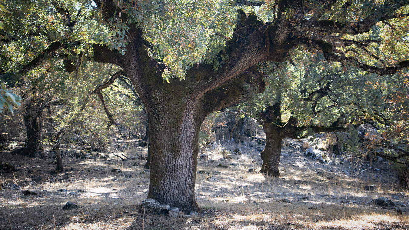 gewaltige Steineichen im Naturpark Sierras Subbéticas  | © Sunhikes