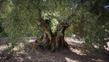 uralte Olivenbäume in den Sierras Subbéticas  | © Sunhikes