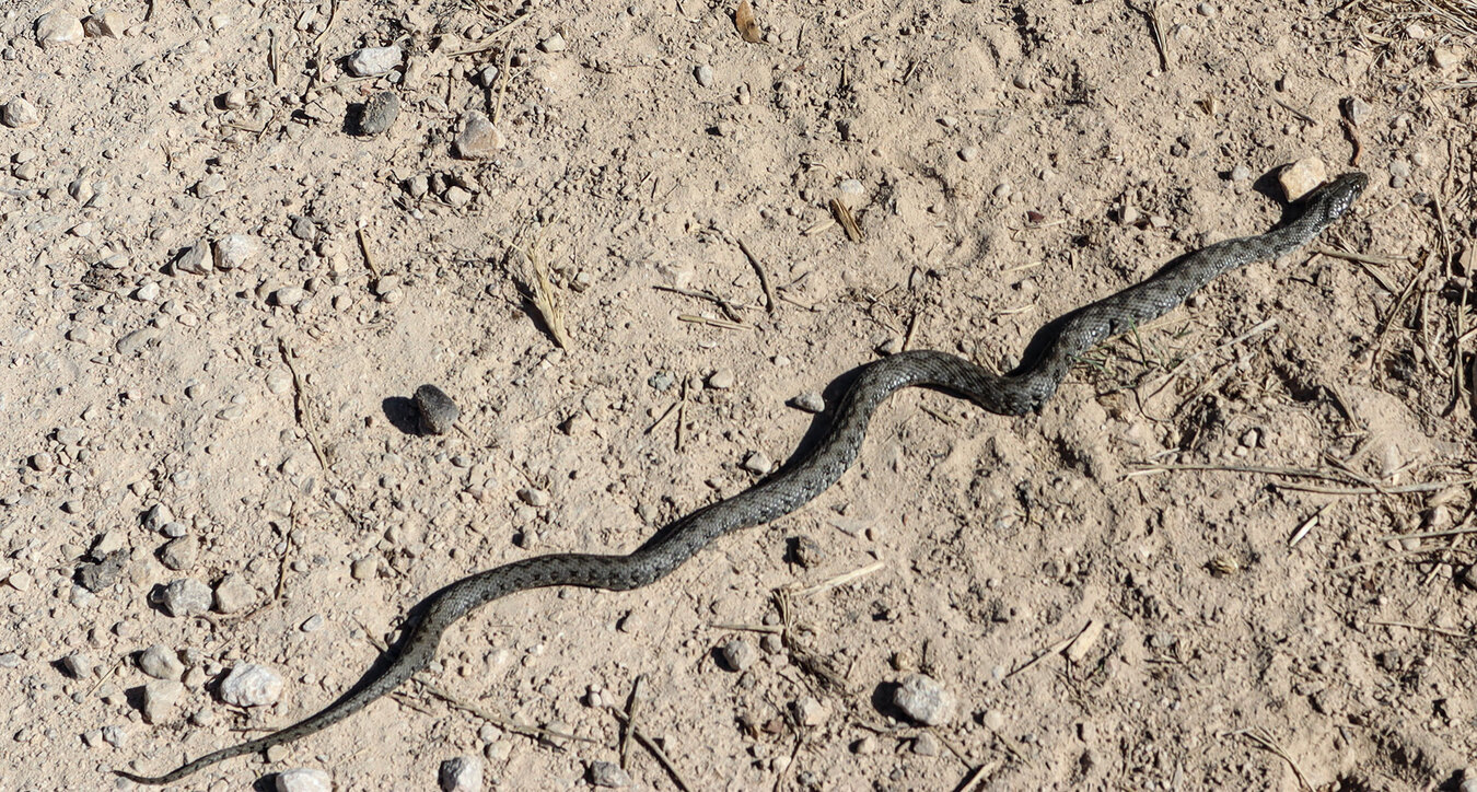 Stülpnasenotter im Naturpark Sierras Subbéticas | © Sunhikes