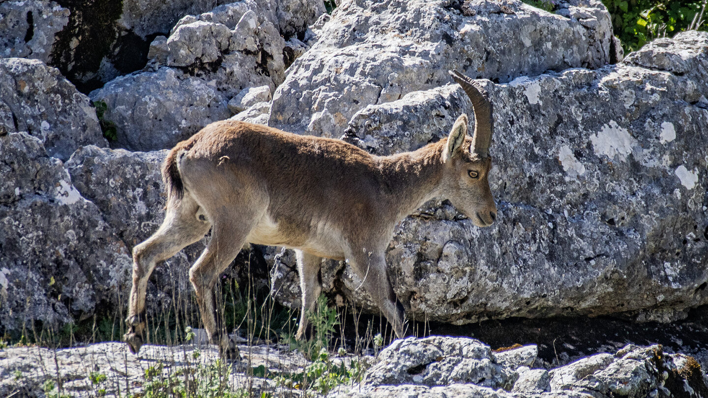 Iberischer Steinbock im Torcal de Antequera | © Sunhikes Iberischer Steinbock im Torcal de Antequera | © Sunhikes