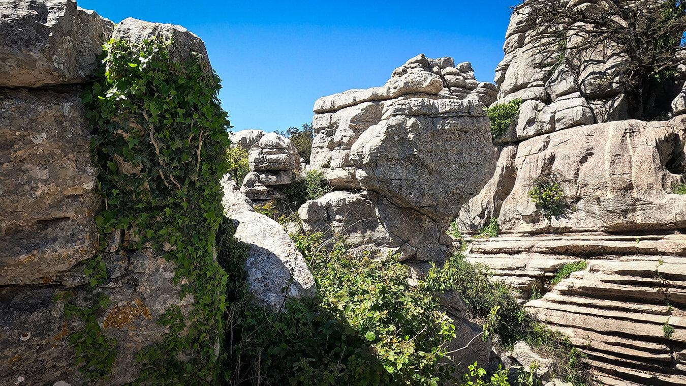 Efeuranken verankern ihre Wurzeln in Felsspalten des Torcal de Antequera | © Sunhikes Efeuranken verankern ihre Wurzeln in Felsspalten | © Sunhikes