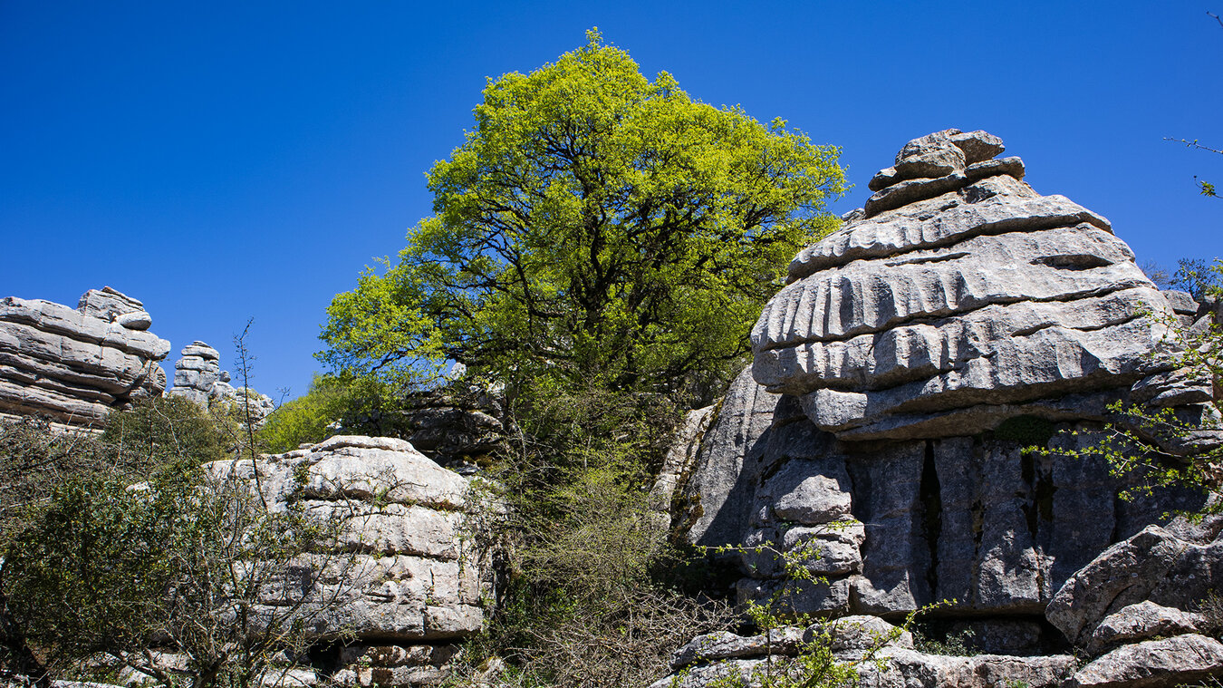 große Exemplare des Montpellier-Ahorn überragen die Karstfelsen des Torcal de Antequera | © Sunhikes Montpellier-Ahorn in den Karstfelsen des Torcal de Antequera | © Sunhikes