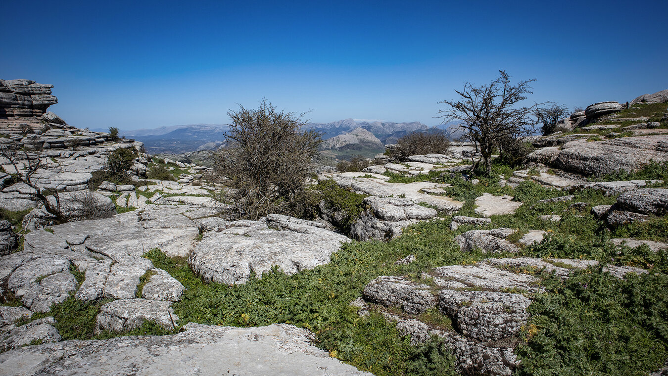 die Pflanzen im El Torcal de Antequera sind hervorragend an die felsigen Böden angepasst | © Sunhikes die Pflanzen im El Torcal sind an die felsigen Böden angepasst | © Sunhikes