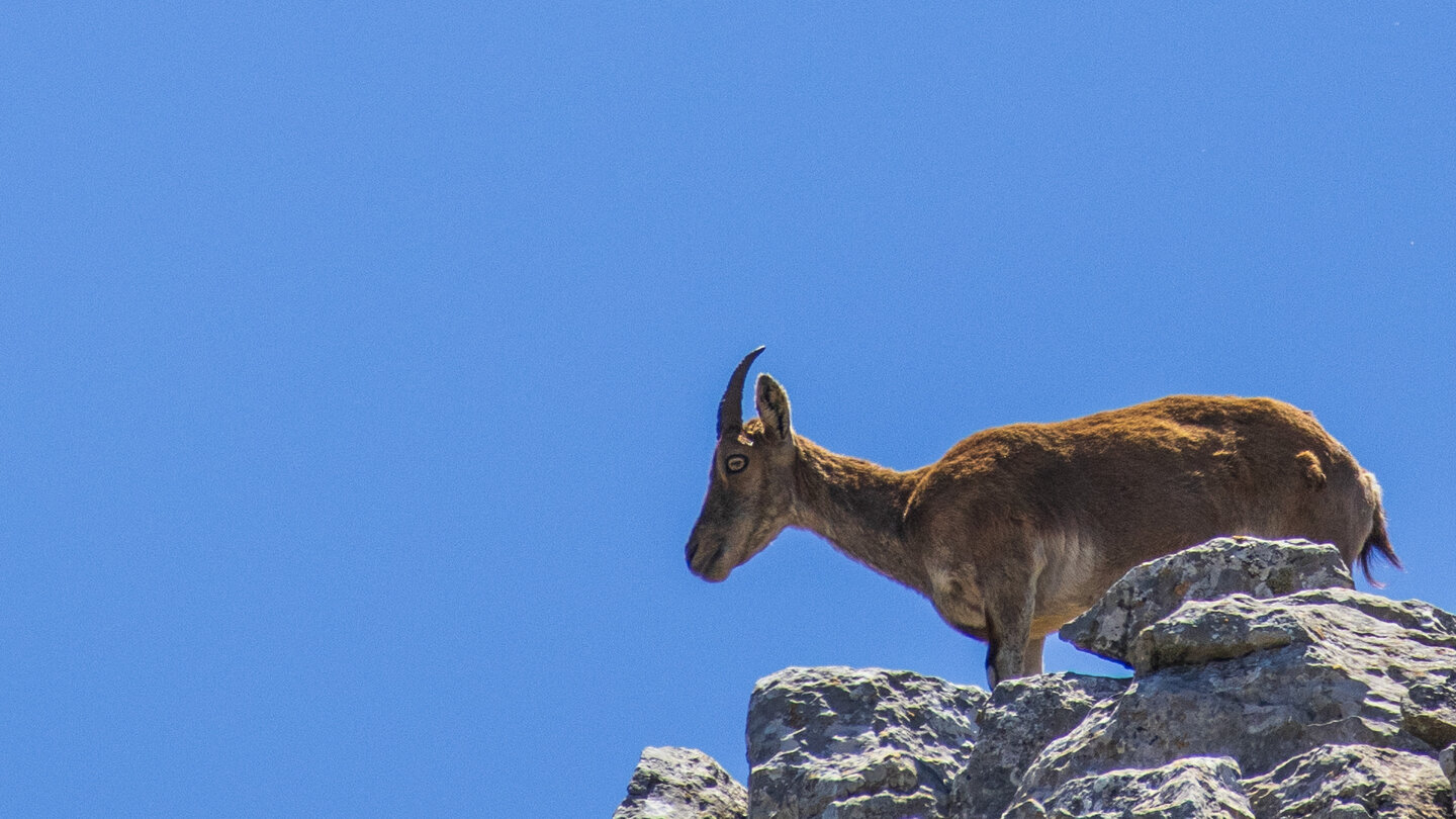 Iberischer Steinbock (Capra pyrenaica) | © Sunhikes Iberischer Steinbock | © Sunhikes