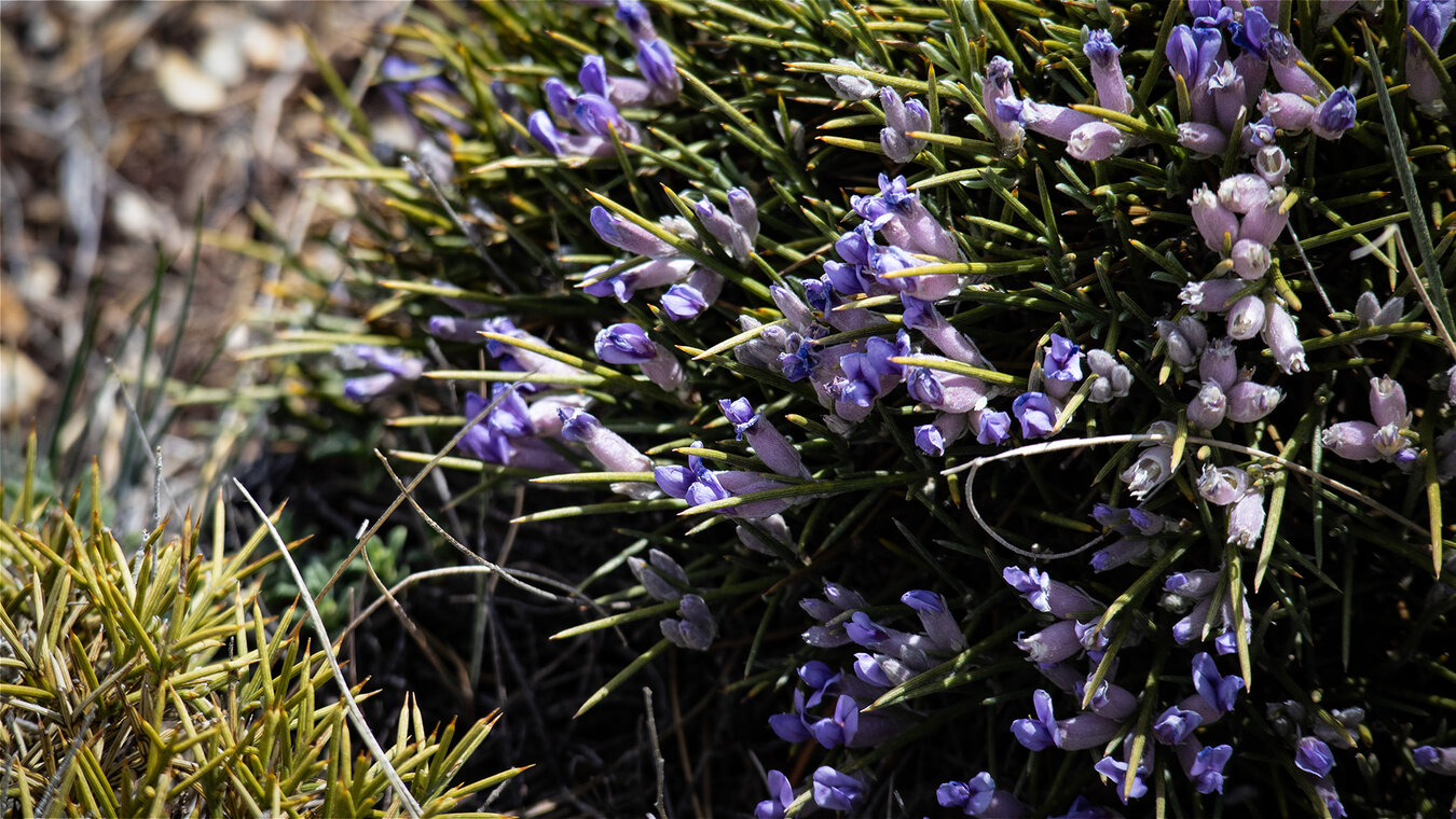 Igelginster (Erinacea anthyllis) | © Sunhikes Igelginster | © Sunhikes