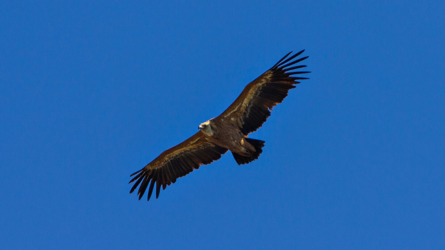Gänsegeier (Gyps fulvus) | © Sunhikes Gänsegeier | © Sunhikes