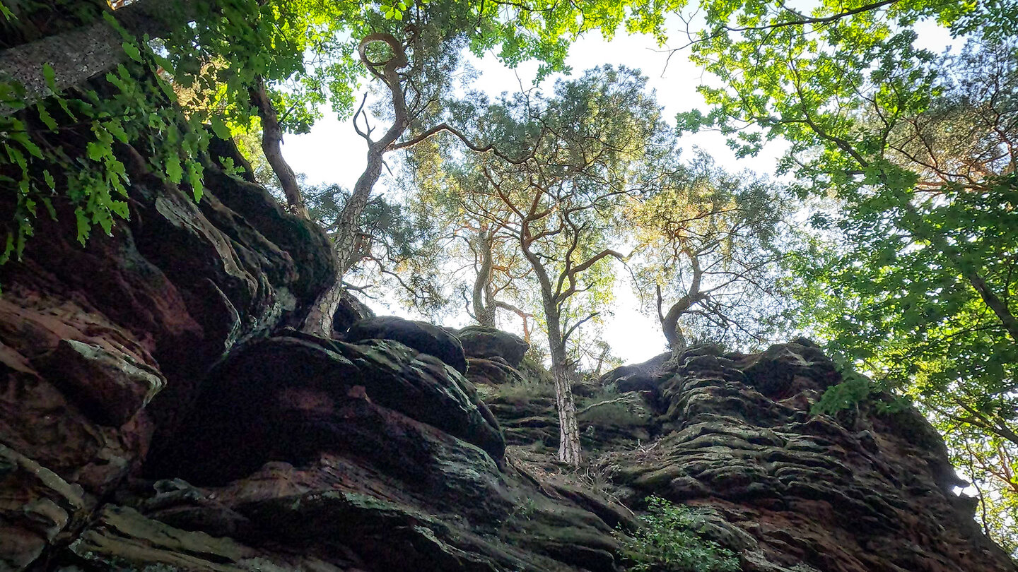Buntsandsteinfelsen im Pfälzerwald | © Sunhikes