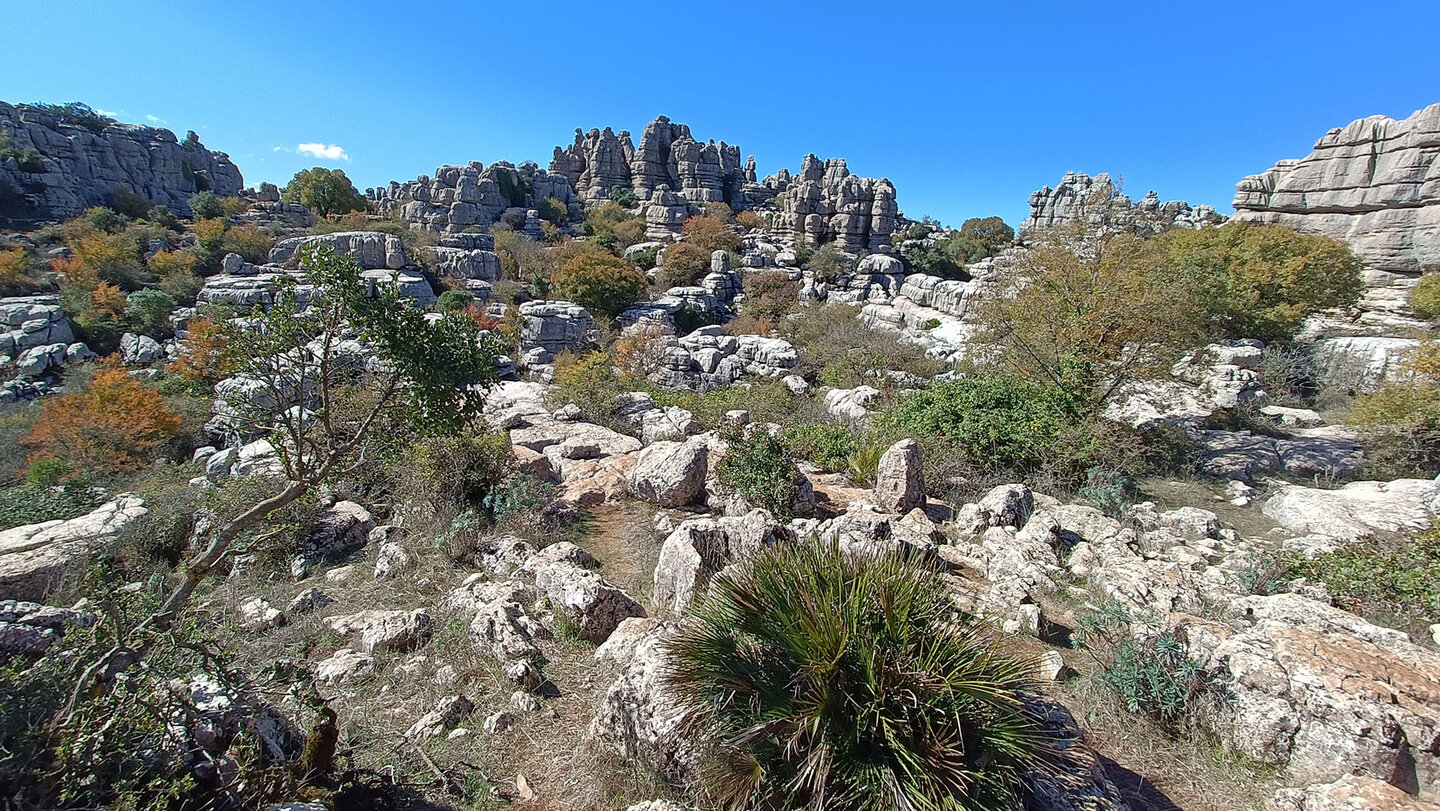 im Herbst verfärbt sich das Laub im El Torcal | © Sunhikes Herbst im El Torcal | © Sunhikes