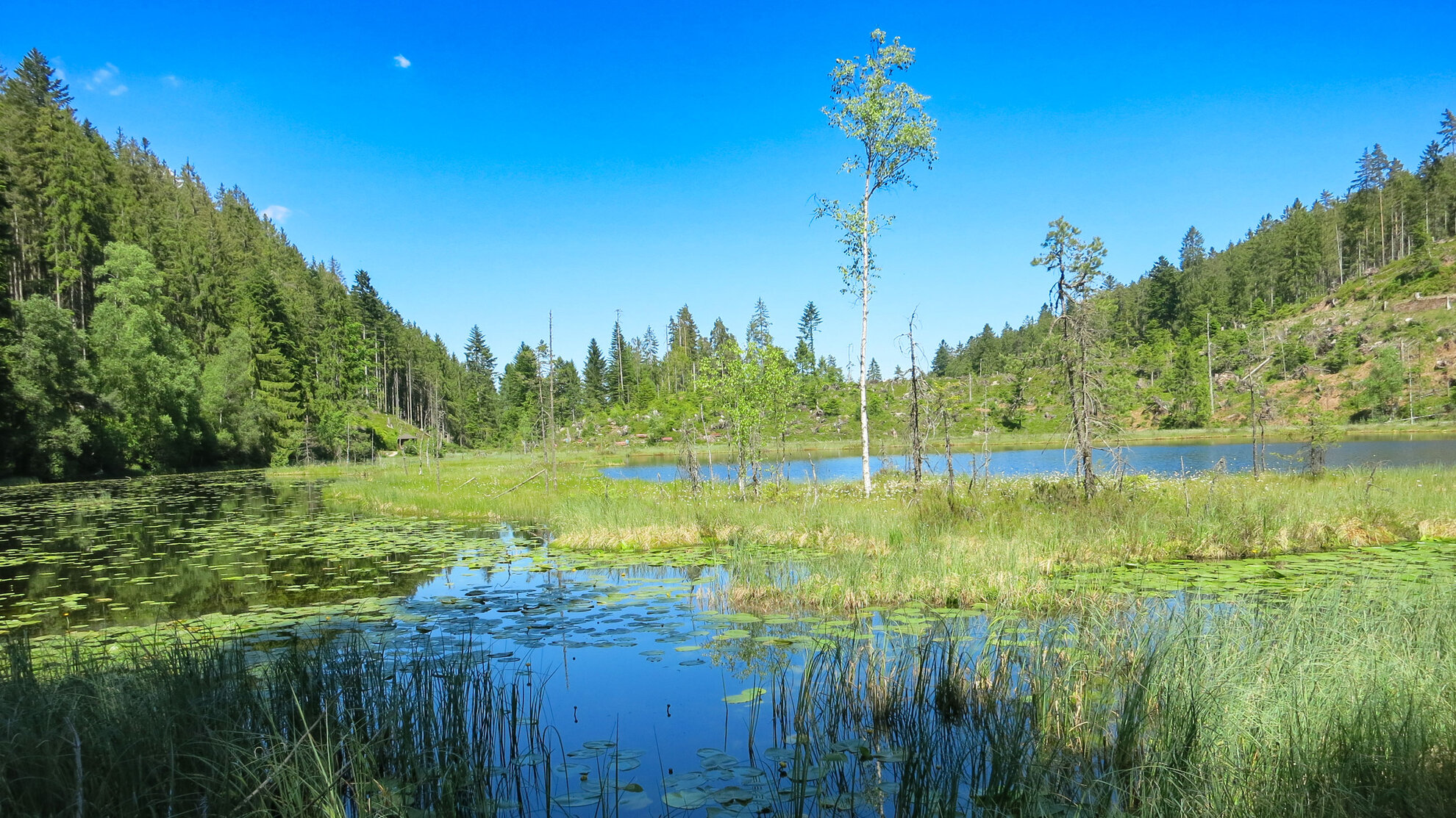 Wandern im Nationalpark Schwarzwald | © Sunhikes Wandern im Nationalpark Schwarzwald | © Sunhikes