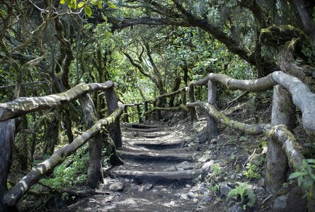 Wandern im Nationalpark Garajonay | © SUNHIKES