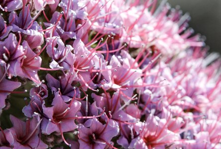 Tajinasten-Wanderungen La Palma und Teneriffa | © Sunhikes