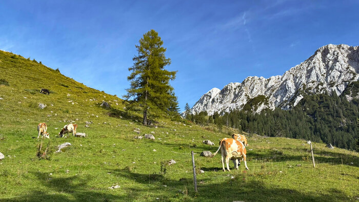 Kühe Steinbergalm | © Sunhikes
