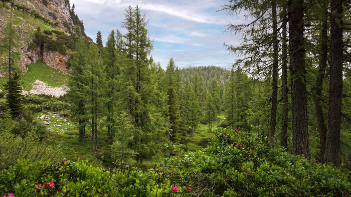 Lärchenwälder | © Sunhikes