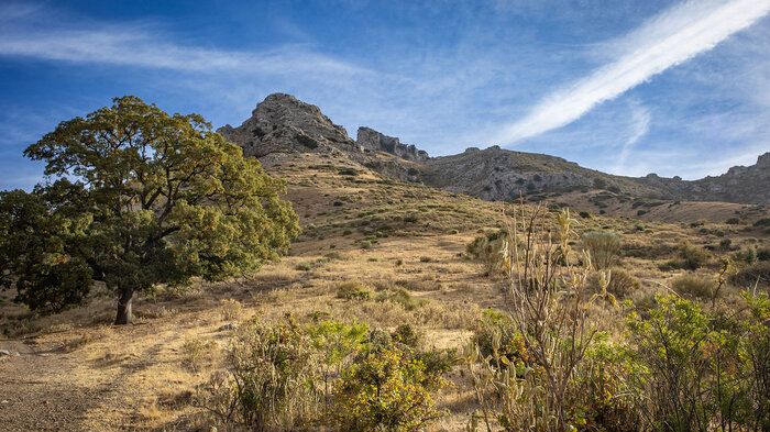 Steineche vor der Silhouette des La Tiñosa | © Sunhikes